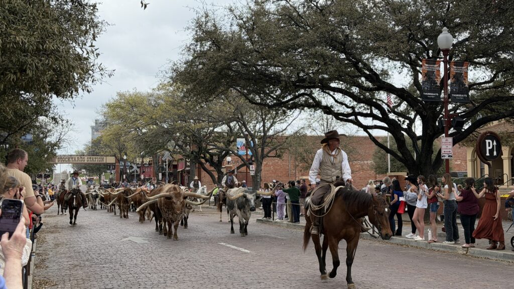 Longhorn cows coming down the road at the Fort Worth Stockyards