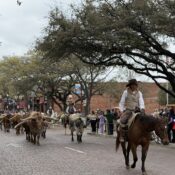 Longhorn cows coming down the road at the Fort Worth Stockyards